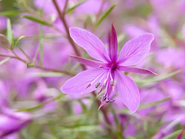 427059 - Fleischer's willow herb (Epilobium fleischeri)