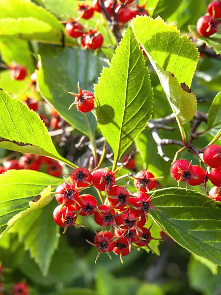 441032 - Fleshy hawthorn (Crataegus succulenta)