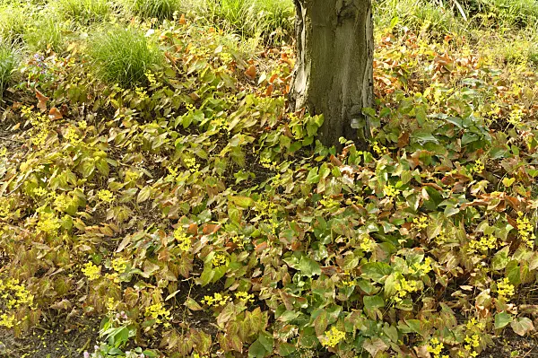 471202 - Fleur des elfes (Epimedium x versicolor)