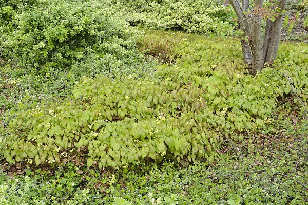 471207 - Fleur des elfes (Epimedium x versicolor)