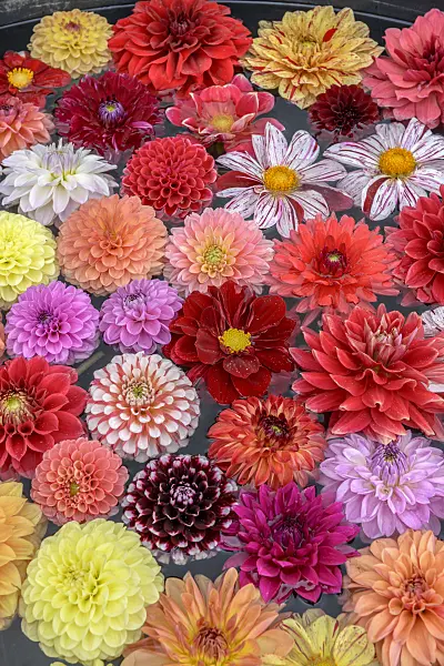575078 - Fleurs de dahlia dans l'eau