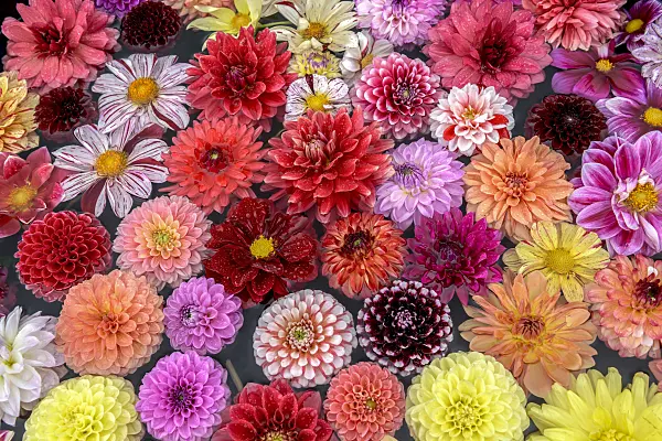 575082 - Fleurs de dahlia dans l'eau