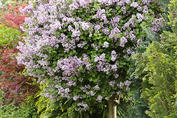 484339 - Flieder (Syringa)