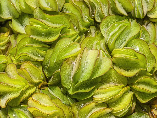 416038 - Floating fern (Salvinia natans)