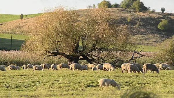 501151 - Flock of sheep, Oderwiesen Nature Reserve, Frankfurt an der Oder, Germany