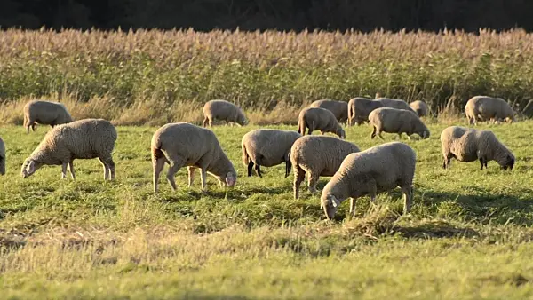 501152 - Flock of sheep, Oderwiesen Nature Reserve, Frankfurt an der Oder, Germany