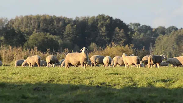501156 - Flock of sheep, Oderwiesen Nature Reserve, Frankfurt an der Oder, Germany