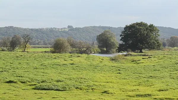 501021 - Flood meadows, Lower Oder Valley National Park, Germany
