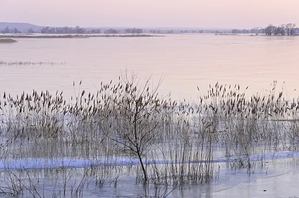 578014 - Flooded and frozen polder meadow, Lower Oder Valley National Park, Germany