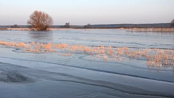 505010 - Flooded and frozen polder meadows, Lower Oder Valley National Park, Germany