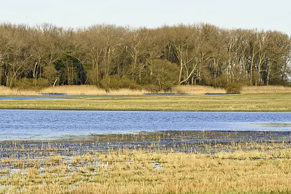 555006 - Flooded meadows at Havel River near Havelberg, Brandenburg, Germany