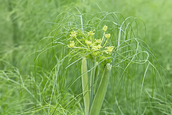 572123 - Florence fennel (Foeniculum vulgare var. azoricum)