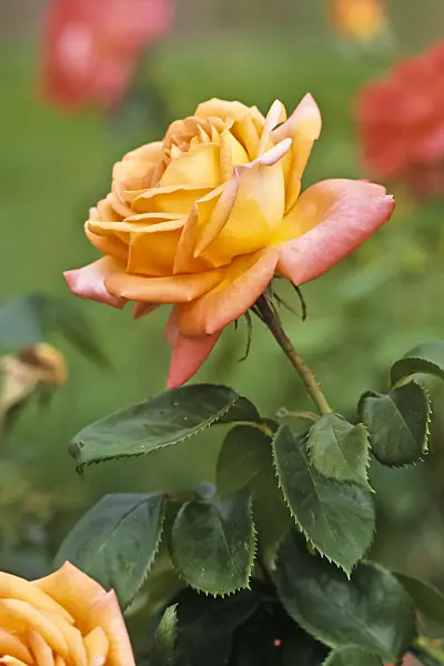 368038 - Floribunda rose (Rosa Berliner Luft)