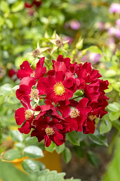 616330 - Floribunda rose (Rosa Bienenweide Rot)