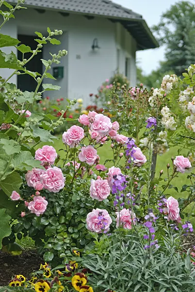 502411 - Floribunda rose (Rosa Bonica 82)
