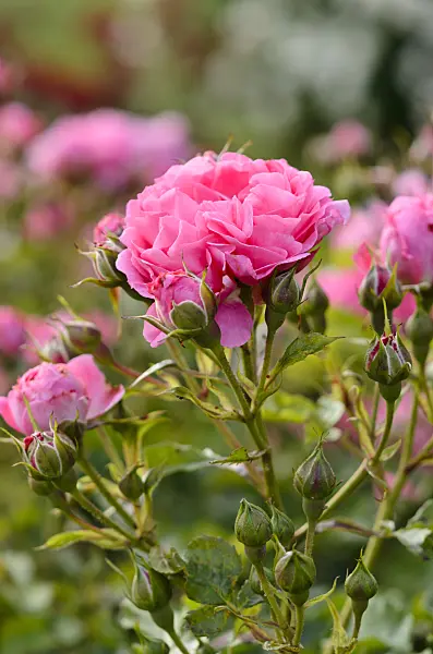 521373 - Floribunda rose (Rosa Dolomiti)