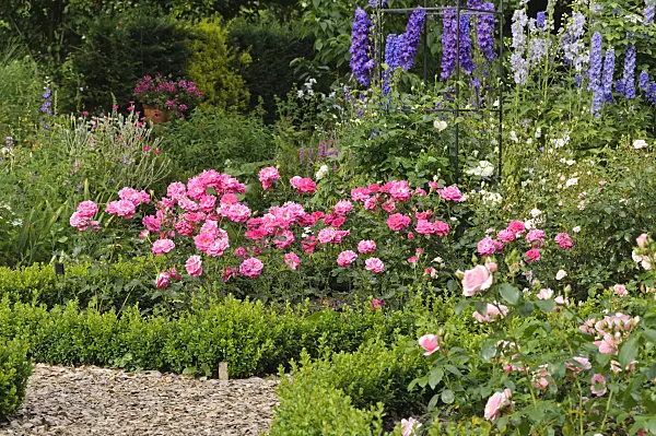 486029 - Floribunda rose (Rosa France Bleu) and larkspur (Delphinium)