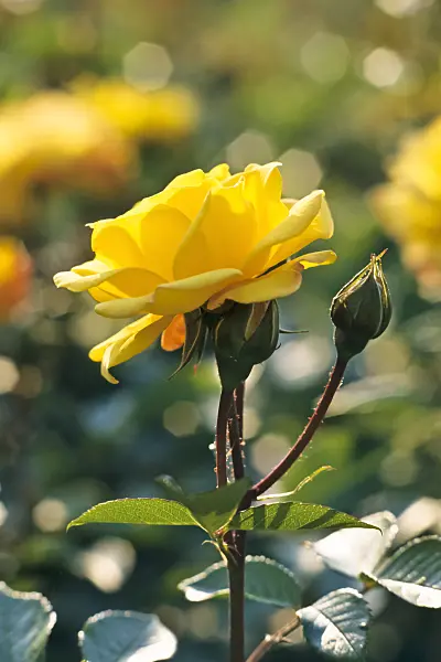 366029 - Floribunda rose (Rosa Goldmarie)