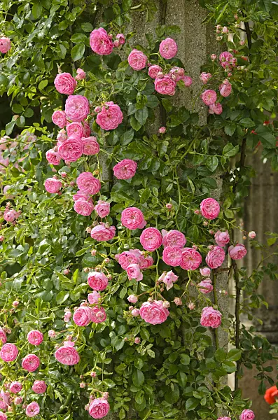 521391 - Floribunda rose (Rosa Jean Girin)