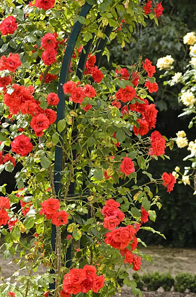 521219 - Floribunda rose (Rosa La Sevillana)