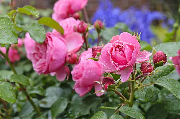 473137 - Floribunda rose (Rosa Leonardo da Vinci)