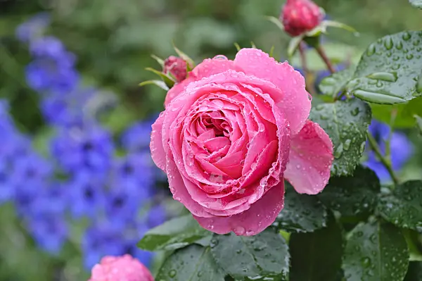 473139 - Floribunda rose (Rosa Leonardo da Vinci)