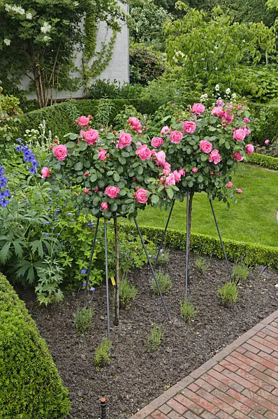 473140 - Floribunda rose (Rosa Leonardo da Vinci)