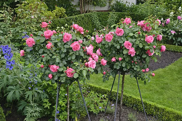 473141 - Floribunda rose (Rosa Leonardo da Vinci)