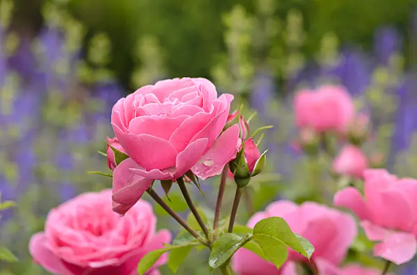 521254 - Floribunda rose (Rosa Leonardo da Vinci)