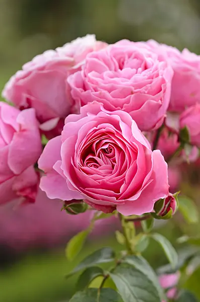 521362 - Floribunda rose (Rosa Leonardo da Vinci)