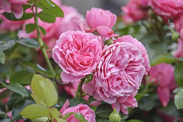 558241 - Floribunda rose (Rosa Leonardo da Vinci)