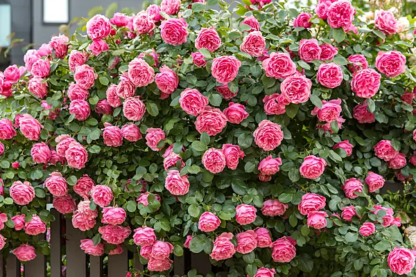 664401 - Floribunda rose (Rosa Leonardo da Vinci)