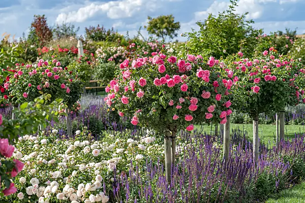 664402 - Floribunda rose (Rosa Leonardo da Vinci)