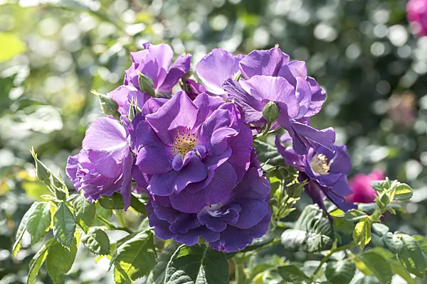 638319 - Floribunda rose (Rosa Rhapsody in Blue)