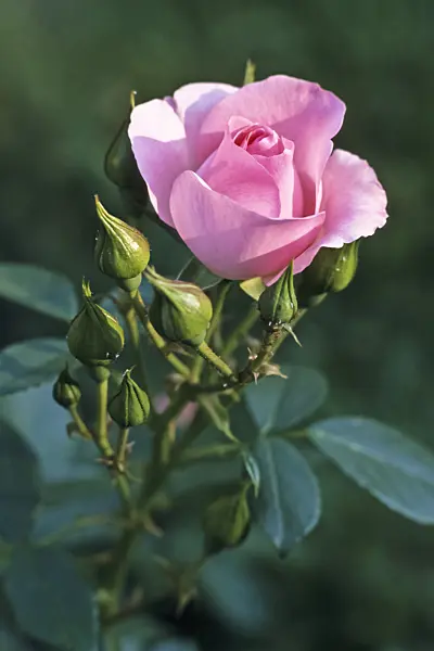 366027 - Floribunda rose (Rosa Rosenprofessor Sieber)