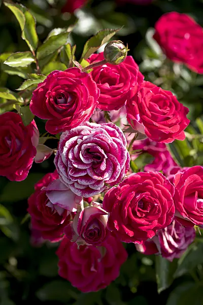 638320 - Floribunda rose (Rosa Schöne Koblenzerin)