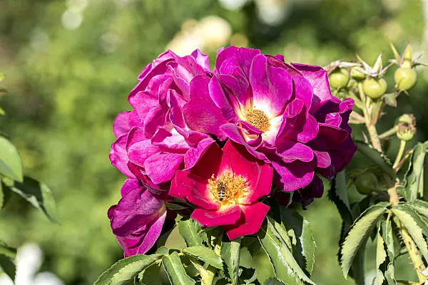 638321 - Floribunda rose (Rosa Weg der Sinne)