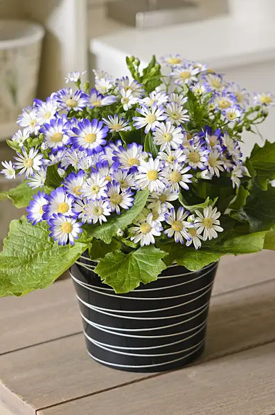 529119 - Florist's cineraria (Pericallis x hybrida)