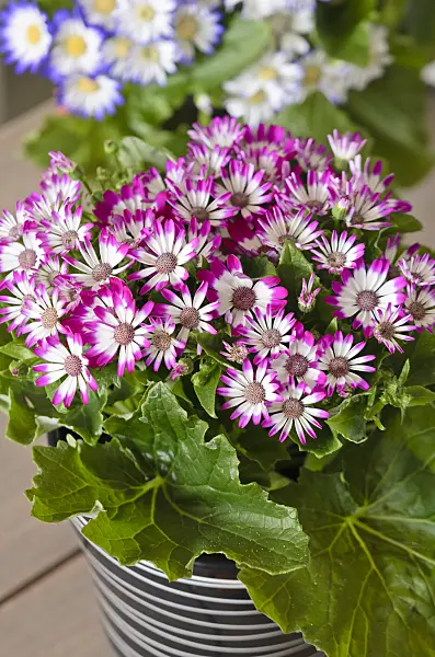 529120 - Florist's cineraria (Pericallis x hybrida)