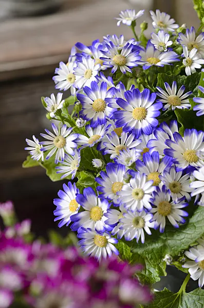 529121 - Florist's cineraria (Pericallis x hybrida)