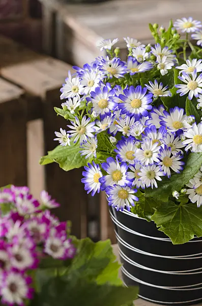 529122 - Florist's cineraria (Pericallis x hybrida)