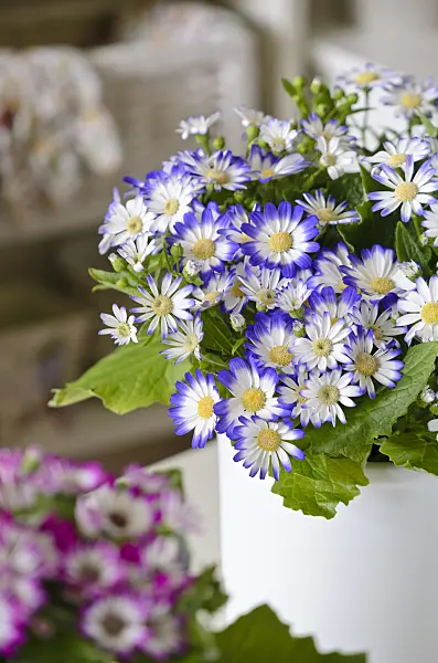 529123 - Florist's cineraria (Pericallis x hybrida)