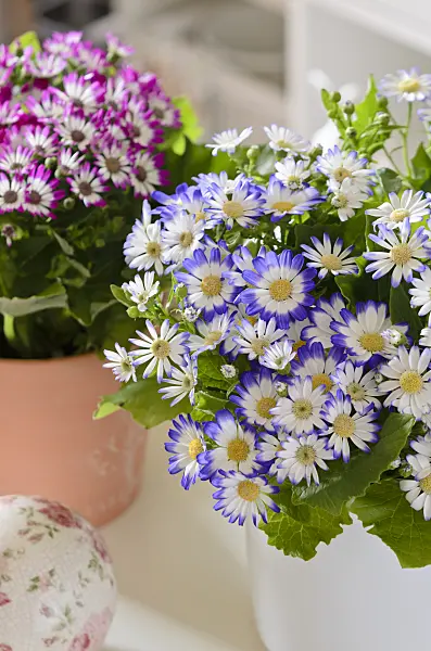 529124 - Florist's cineraria (Pericallis x hybrida)