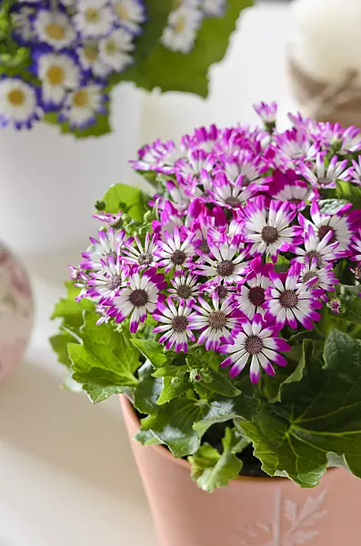529125 - Florist's cineraria (Pericallis x hybrida)