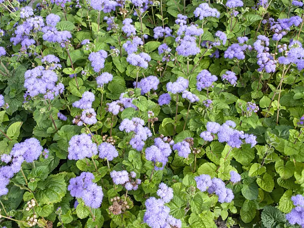 463062 - Floss flower (Ageratum houstonianum)