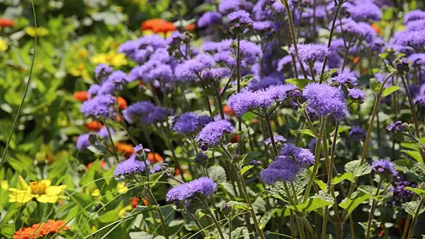 498147 - Floss flower (Ageratum houstonianum)