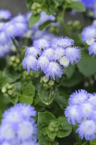 497025 - Floss flower (Ageratum houstonianum 'Artist Alto Delft')