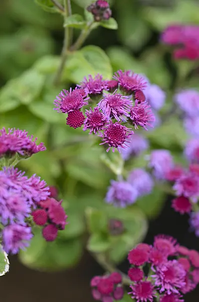 497026 - Floss flower (Ageratum houstonianum 'Artist Basso Purple')