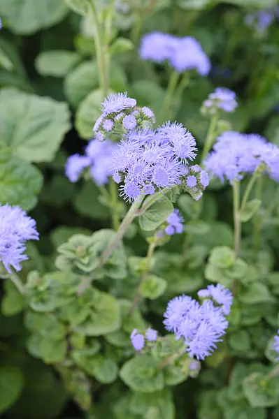 475096 - Floss flower (Ageratum houstonianum 'Blue Horizon')