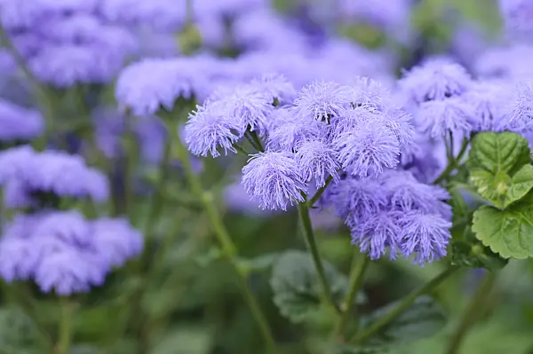 487226 - Floss flower (Ageratum houstonianum 'Blue Horizon')